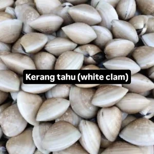 Menyediakan berbagai jenis kerang segar diantara nya kerang tahu Dan lain lain