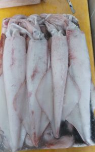 Segar Dan baru Dari laut