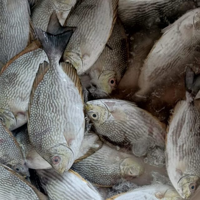 All size we are ready